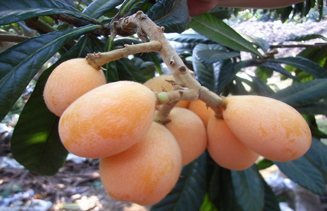 枇杷的种植要点及注意事项