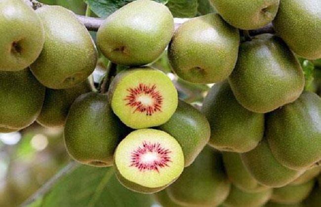 猕猴桃的种植技术