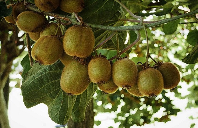 猕猴桃的种植技术