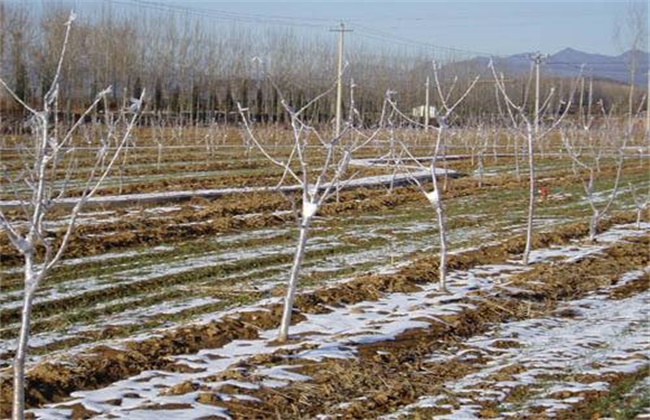 无花果安全越冬方法