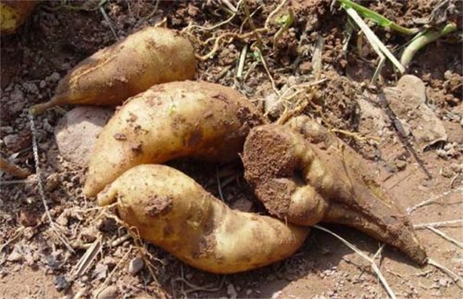 雪莲果的种植方法