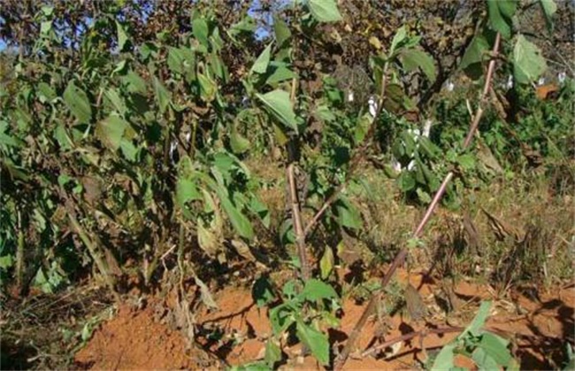 雪莲果的种植方法