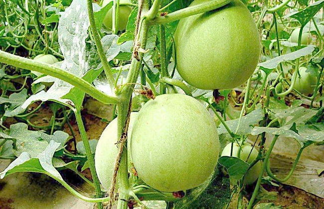 香瓜的田间管理以及病虫害的防治