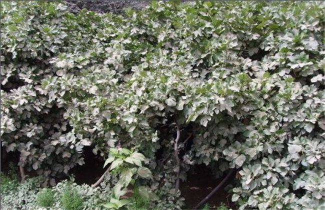 无花果安全越冬方法