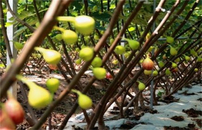 无花果安全越冬方法