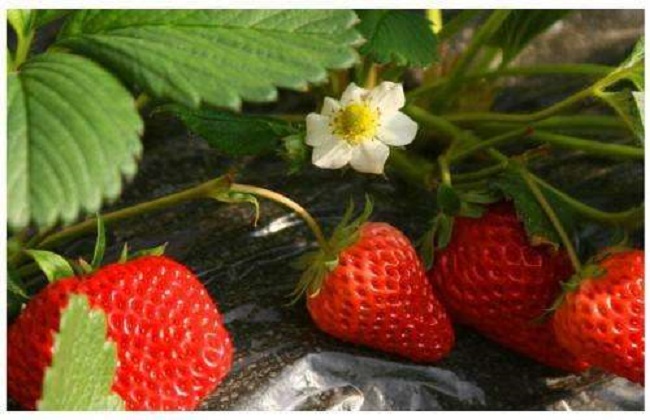 草莓的田间管理技术