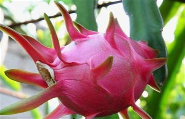 火龙果种植技术与时间