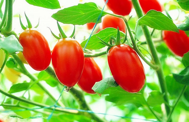 圣女果高产的种植方法