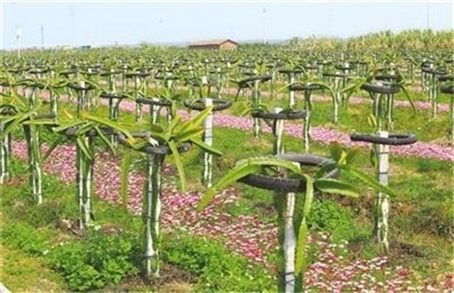 火龙果种植技术与时间