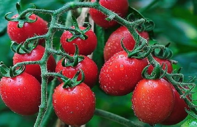 圣女果高产的种植方法