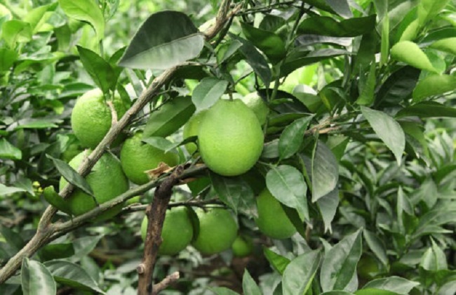 橙子的种植方法与时间