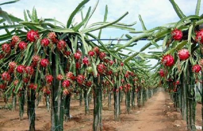 火龙果种植注意事项