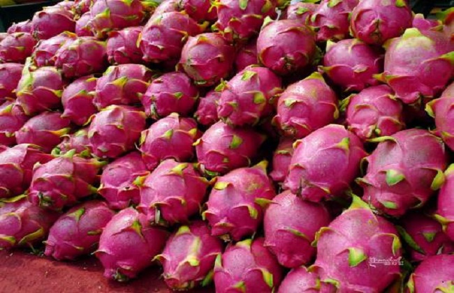 火龙果种植注意事项