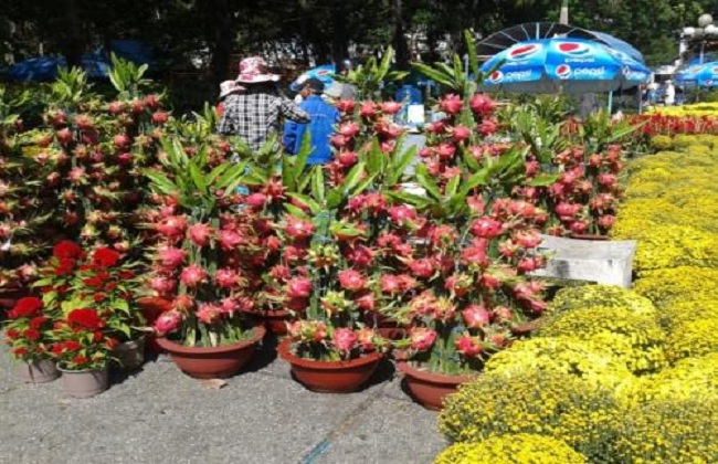 火龙果种植注意事项