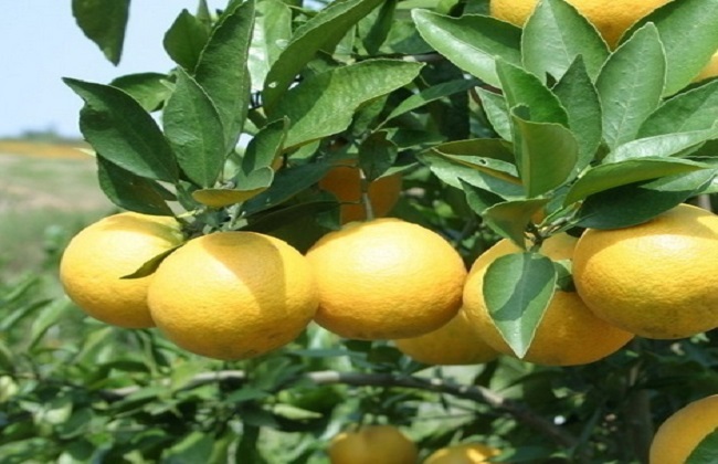 橙子的种植方法与时间