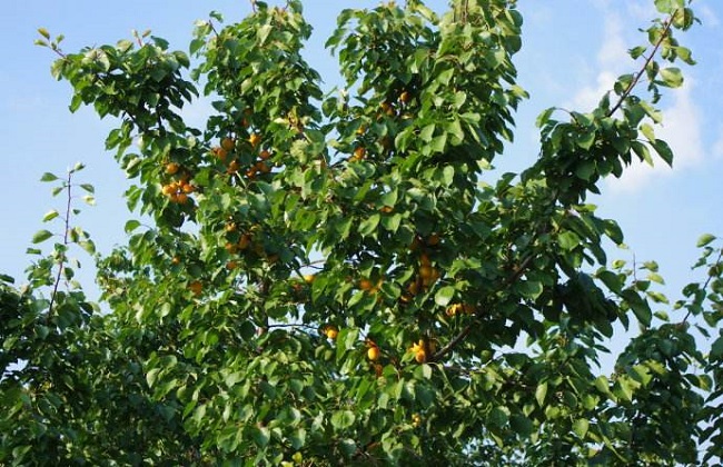 李子树剪枝的时间及方法