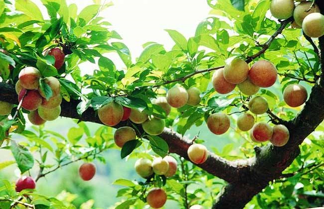 李子树剪枝的时间及方法