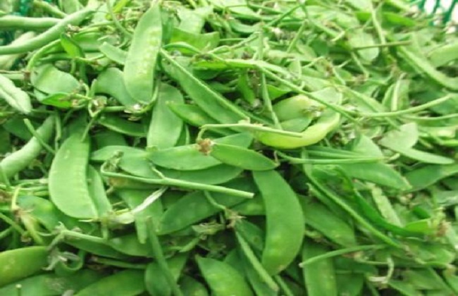 荷兰豆的种植方式