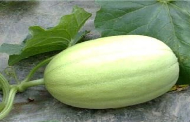 东方蜜种植的注意事项