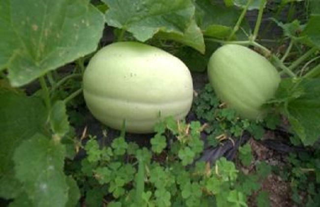 东方蜜种植的注意事项