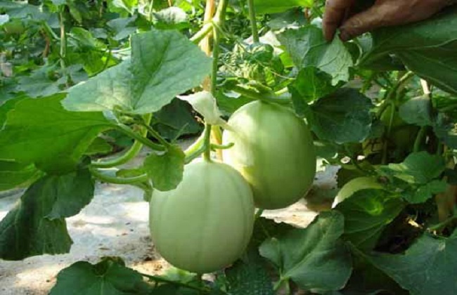 东方蜜种植的注意事项