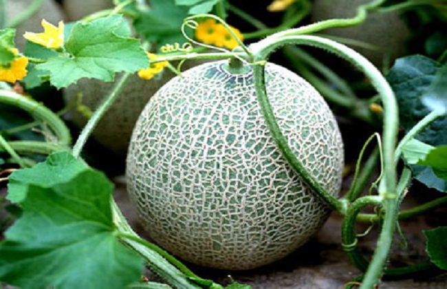 哈密瓜裂瓜的原因与防治方法