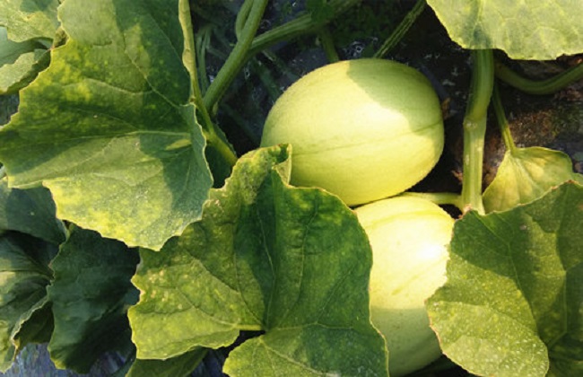 东方蜜种植的注意事项