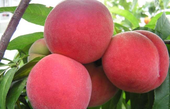 如何提高水蜜桃的产量