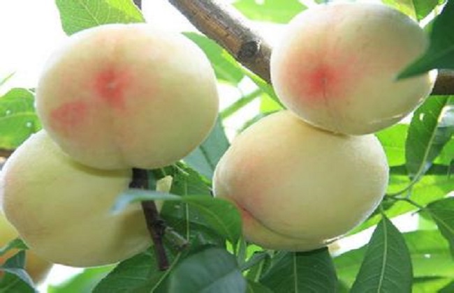 如何提高水蜜桃的产量