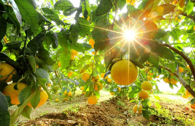 葡萄柚种植技术要点