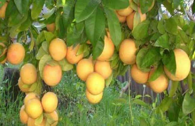 葡萄柚种植技术要点