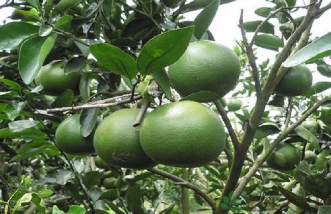 葡萄柚种植技术要点