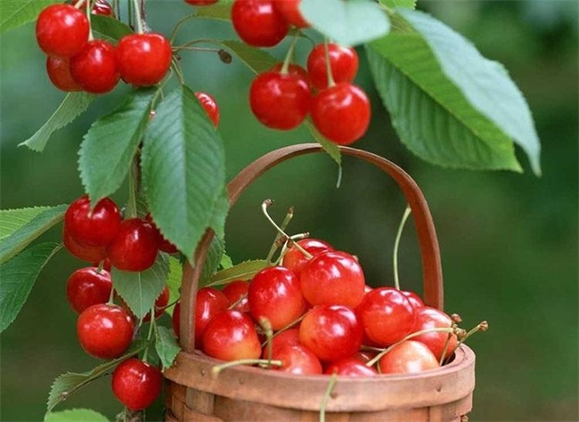 樱桃的盆栽种植方法