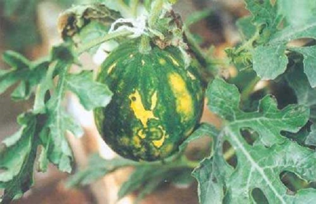 西瓜病毒病的防治措施