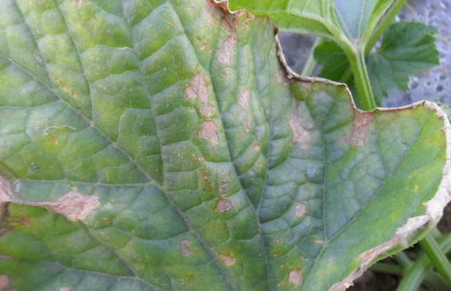 西瓜病毒病的防治措施