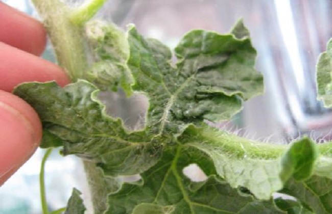 西瓜病毒病的防治措施