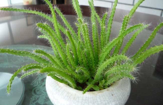 火龙果的盆栽种植方法