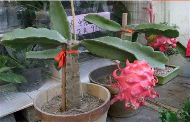 火龙果的盆栽种植方法