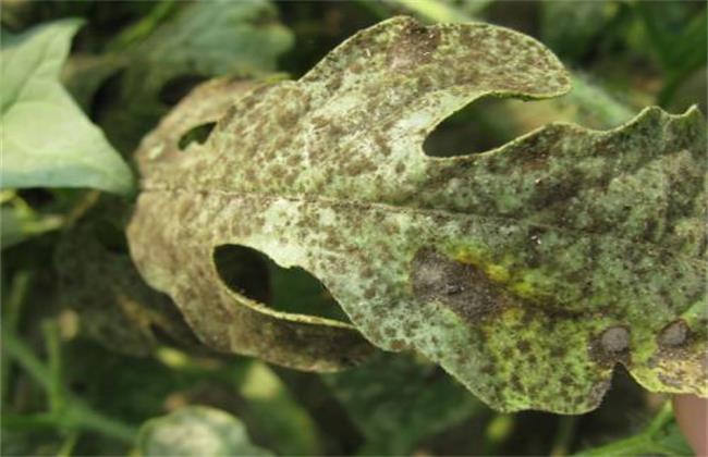 人参果常见病害及防治方法