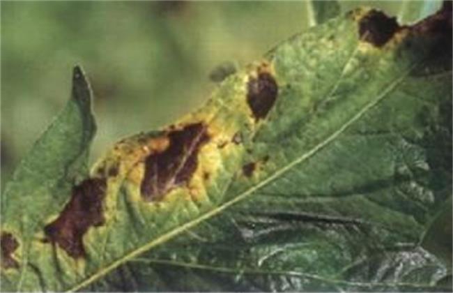 人参果常见病害及防治方法