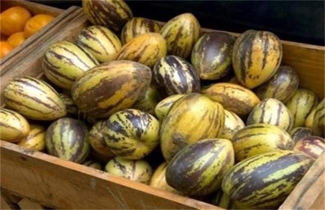 人参果常见病害及防治方法