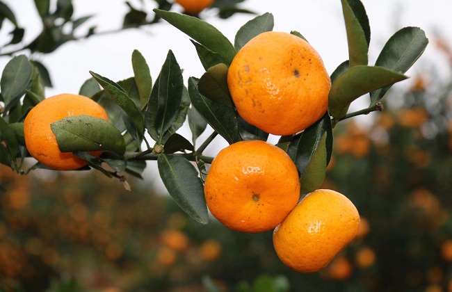 柑橘裂皮病如何防治