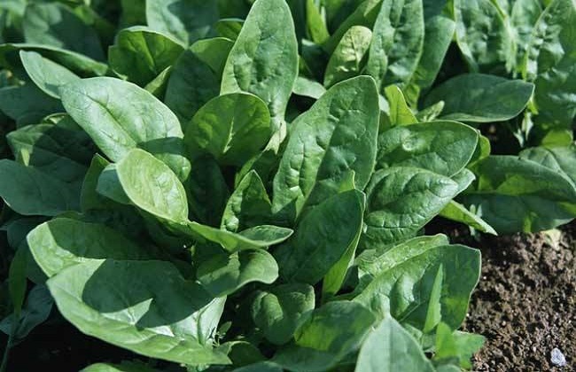 越冬菠菜种植技术