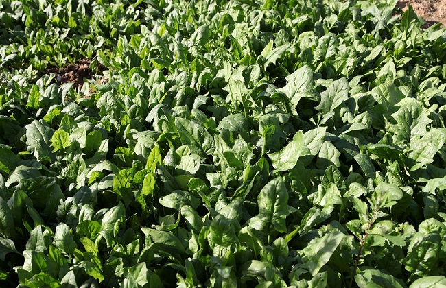 越冬菠菜种植技术