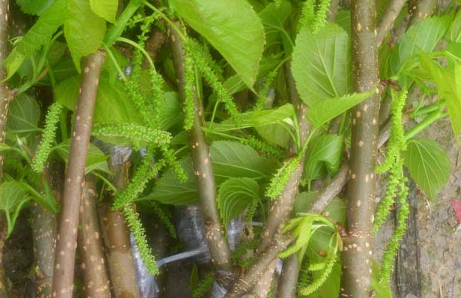 桑葚苗价格及种植方法