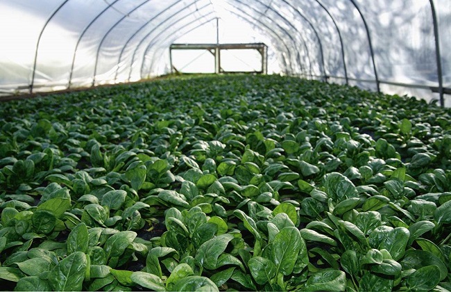 越冬菠菜种植技术