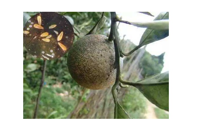 黑皮果的产生原因及预防措施