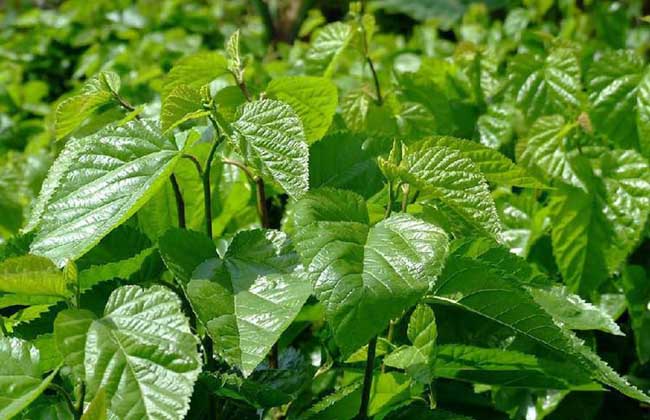 桑葚苗价格及种植方法