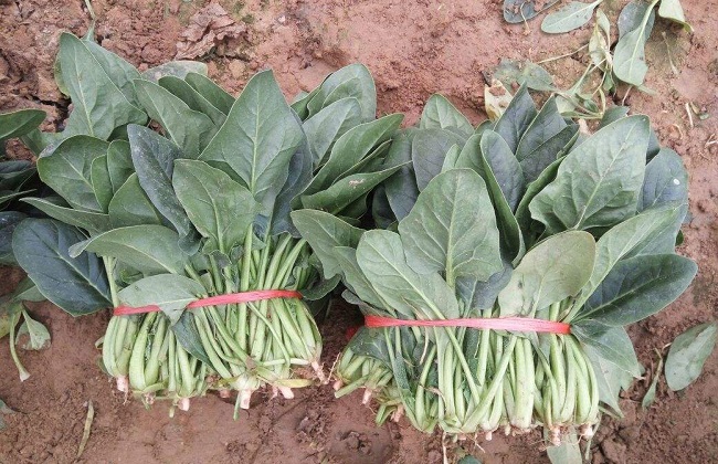 越冬菠菜种植技术