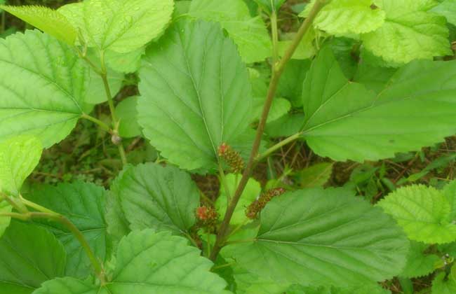 桑葚苗价格及种植方法